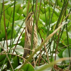 Botaurus lentiginosus image