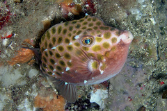 Anoplocapros inermis