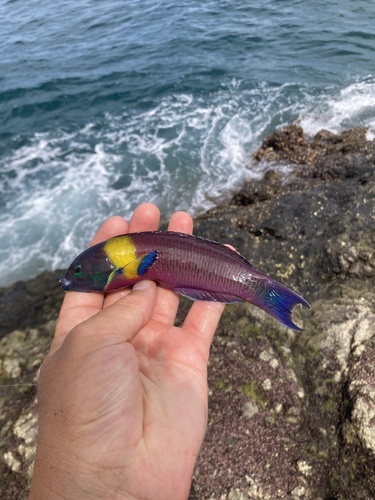 Cortez rainbow wrasse (Thalassoma lucasanum) — Labridae — 3