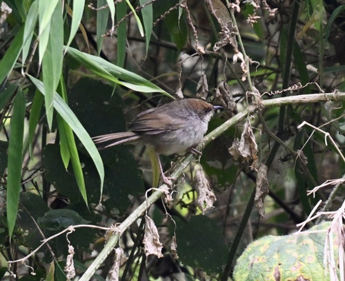 Chubb's Cisticola (Cisticola chubbi), photo 3