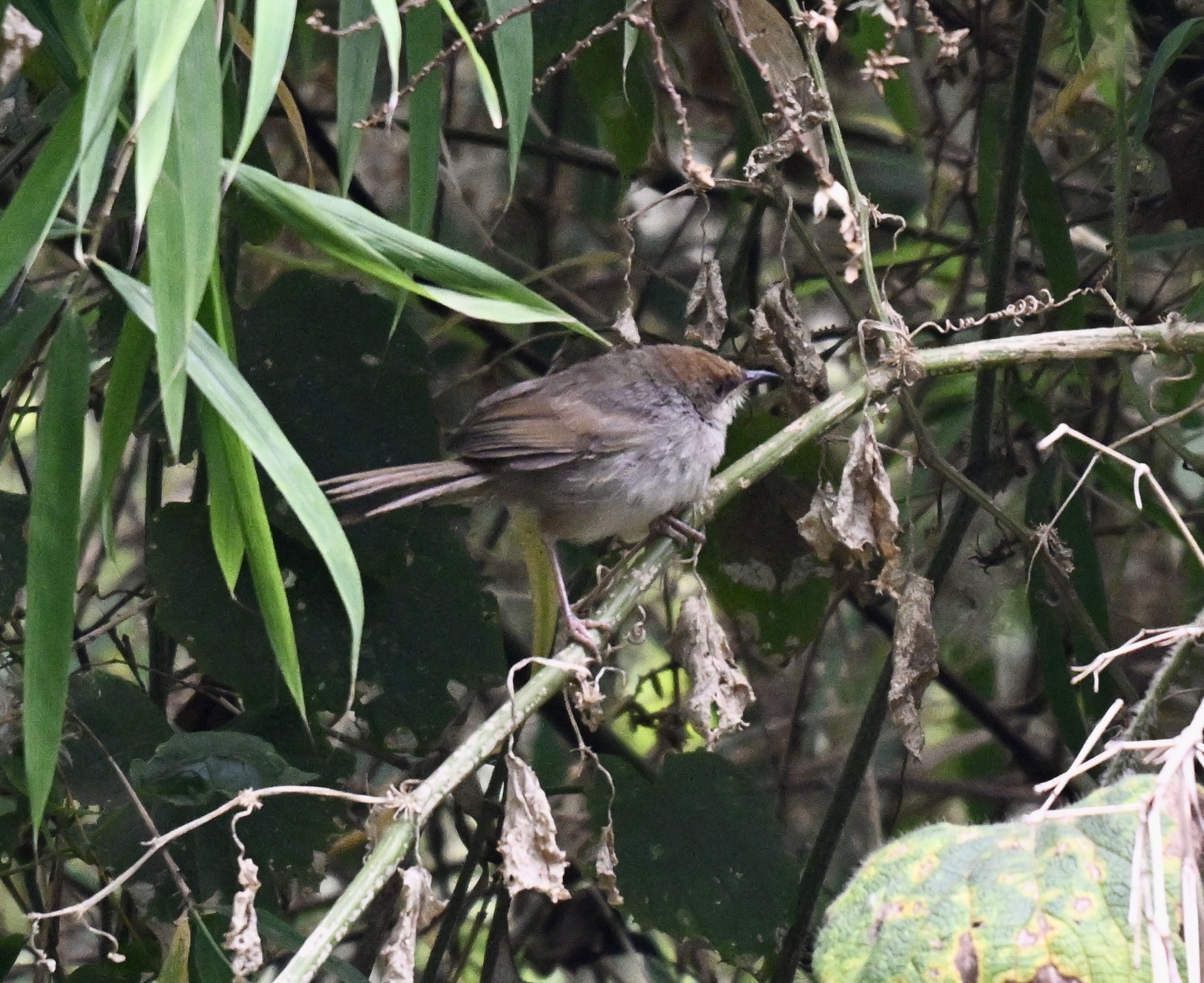 Chubb's Cisticola (Cisticola chubbi), photo 1