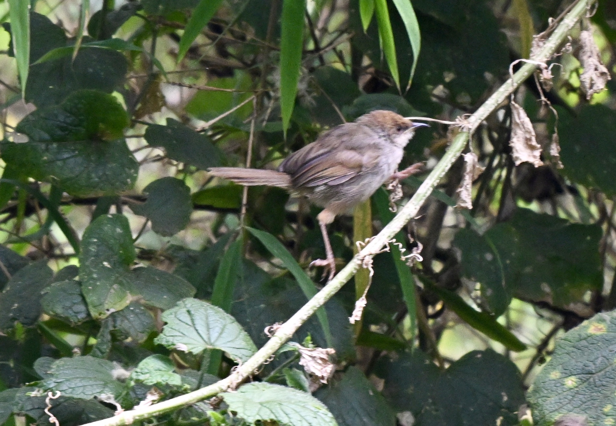 Chubb's Cisticola (Cisticola chubbi), photo 2