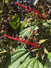 Miconia tococa
