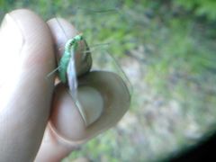 Nephrotoma virescens