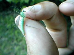 Nephrotoma virescens