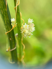 Cuscuta pentagona, photograph author not stated, no rights reserved