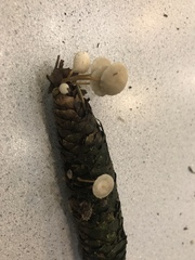 Strobilurus occidentalis