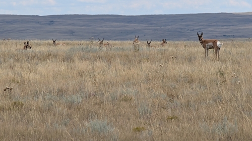 iNaturalist observation 2025-08-10