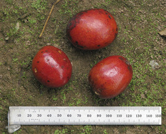 Unonopsis