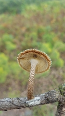 Lentinus berteroi
