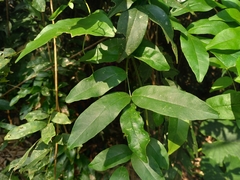 Wisteriopsis reticulata