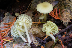 Chrysomphalina grossula