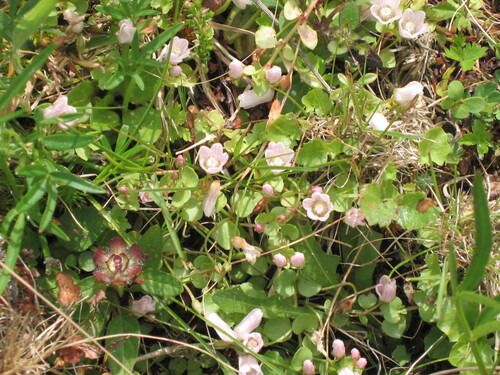 Bog pimpernel (Lysimachia tenella)