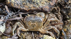 Paragrapsus quadridentatus