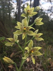 Thelymitra villosa