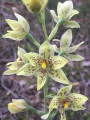 Thelymitra villosa