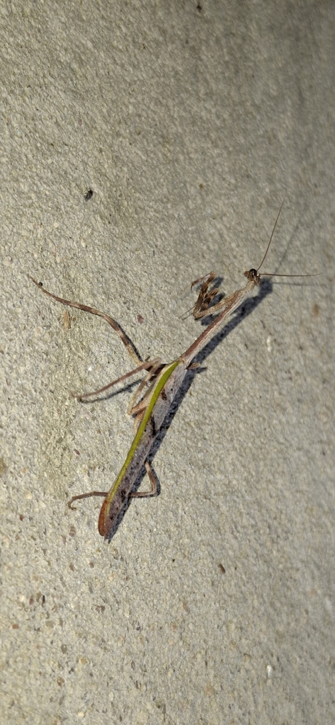 Pseudovates minor