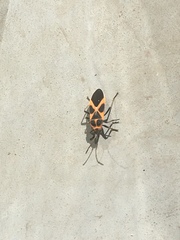 Tropidothorax sinensis