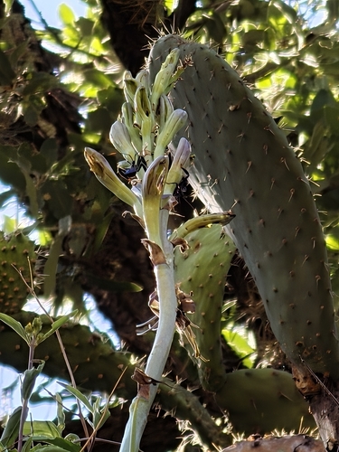 Agave guttata