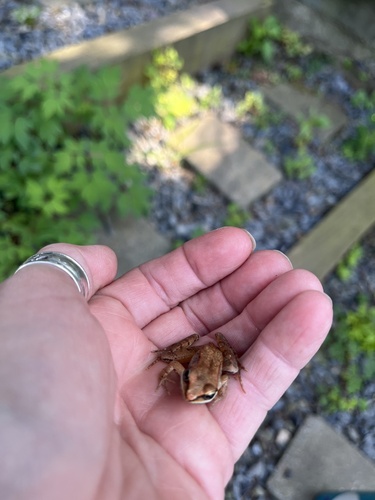 Wood Frog