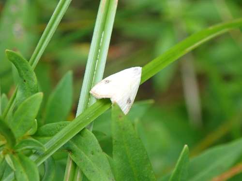 Spotted Grass Moth photo 6