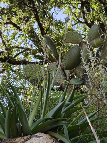 Agave guttata