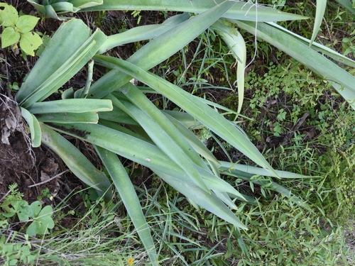 Agave guttata