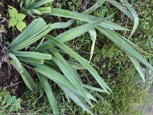 Agave guttata