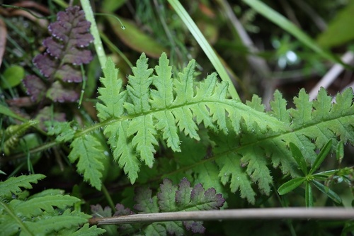 Furbish's Lousewort (Pedicularis furbishiae)