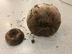 Leucoagaricus cupresseus