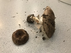 Leucoagaricus cupresseus