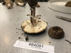 Leucoagaricus cupresseus