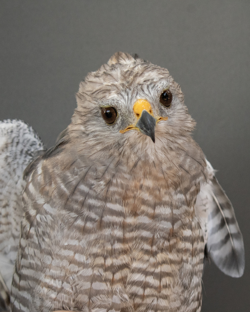 Gray × Red-Shouldered Hawk