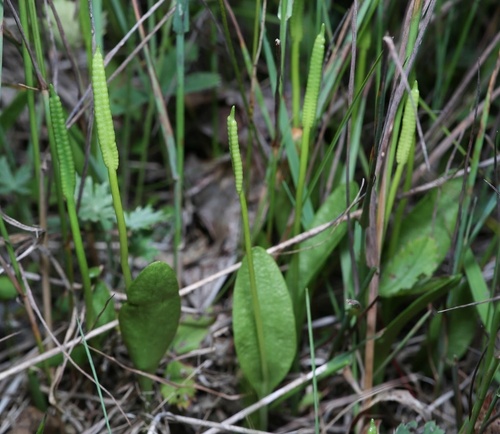 northern adder's-tongue (Ophioglossum pusillum)
