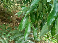 Cinnamomum osmophloeum