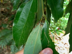 Cinnamomum osmophloeum
