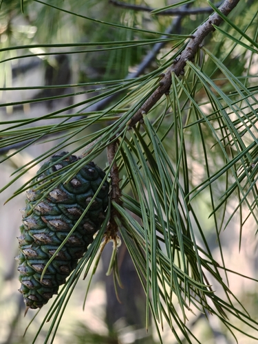 Chihuahuan pine (Pinus leiophylla)