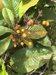 Dilleniaceae