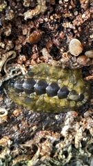 Acanthochitona sueurii