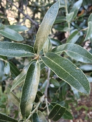 Quercus durifolia
