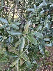 Quercus durifolia, photograph author not stated, no rights reserved