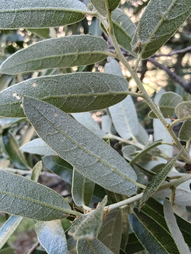 Quercus durifolia, photograph 3