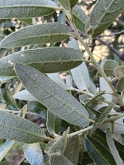 Quercus durifolia, photograph author not stated, no rights reserved