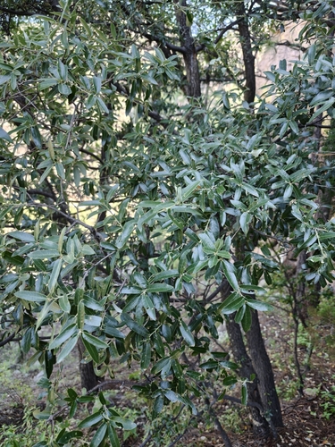 Quercus durifolia, photograph 4
