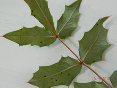 Berberis swaseyi