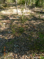 Berberis swaseyi