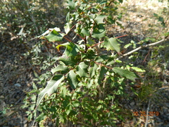 Berberis swaseyi