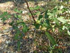 Berberis swaseyi