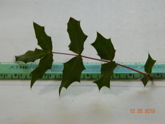 Berberis swaseyi