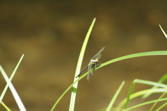 Octogomphus specularis